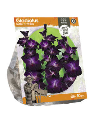 Gladiolus Butterfly Waris (SP) per 10