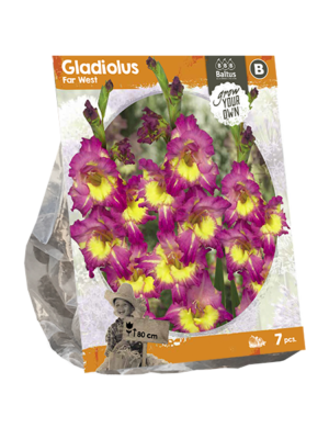 Gladiolus Far West (SP) per 7