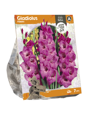 Gladiolus Fidelio (SP) per 7