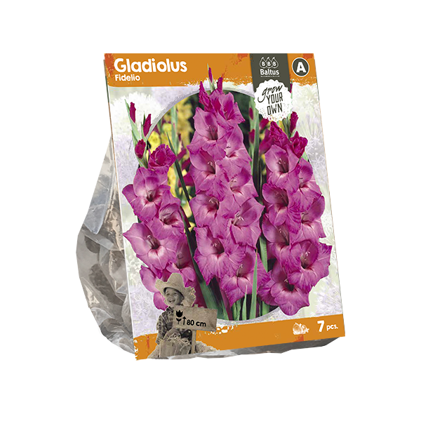 Gladiolus Fidelio (SP) per 7