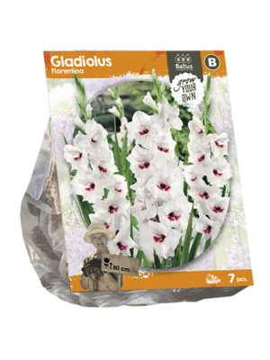 Gladiolus Fiorentina (SP) per 7