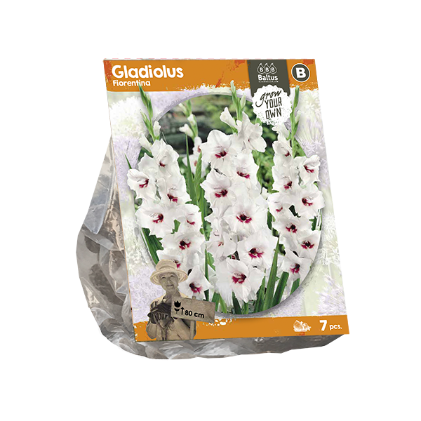 Gladiolus Fiorentina (SP) per 7