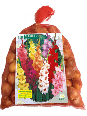 Gladiolus Gemengd per 100