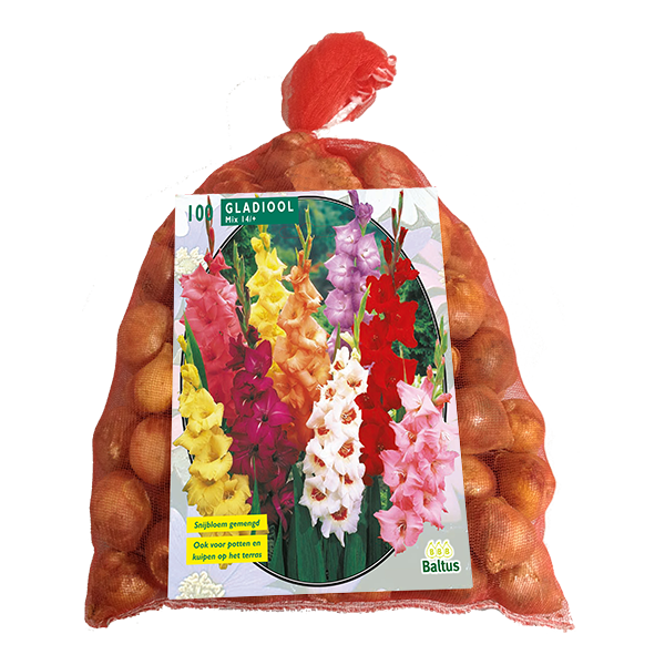 Gladiolus Gemengd per 100