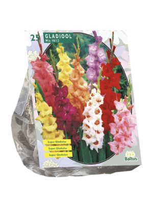 Gladiolus Gemengd per 25