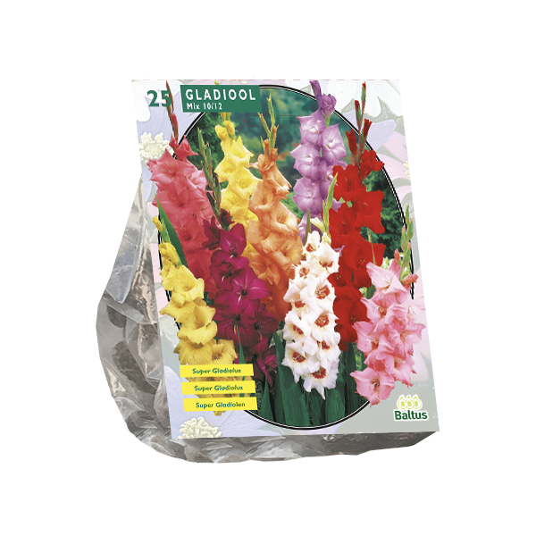 Gladiolus Gemengd per 25