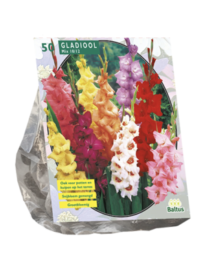 Gladiolus Gemengd per 50