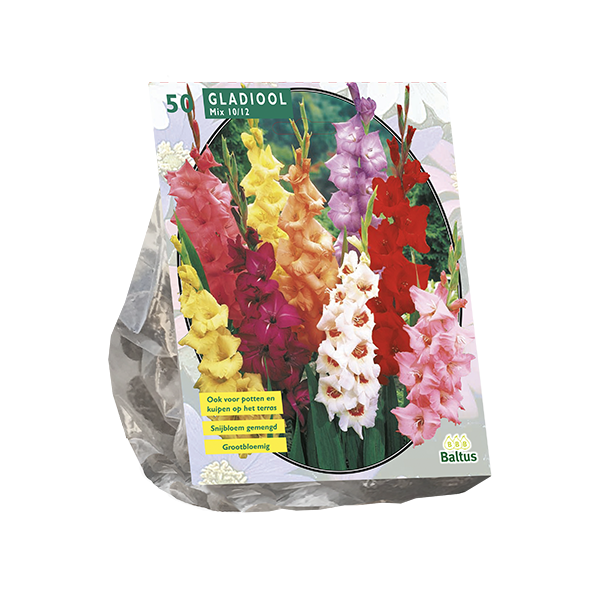 Gladiolus Gemengd per 50