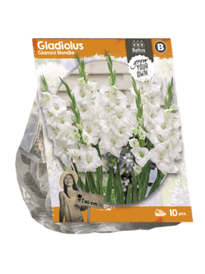 Gladiolus Glamini Blondie (SP) per 10