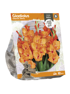 Gladiolus Glamini Jenny (SP) per 10