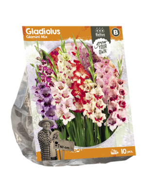 Gladiolus Glamini Mix (SP) per 10