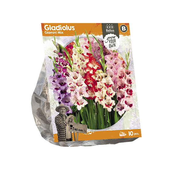 Gladiolus Glamini Mix (SP) per 10