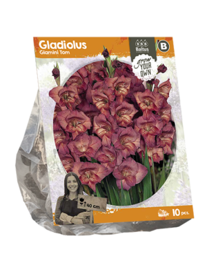 Gladiolus Glamini Tom (SP) per 10