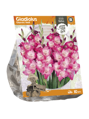 Gladiolus Glamini Vedi (SP) per 10