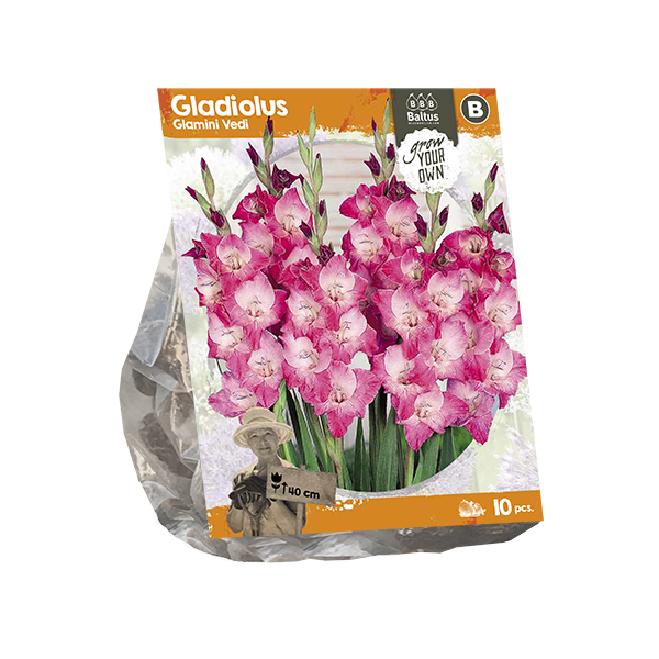 Gladiolus Glamini Vedi (SP) per 10