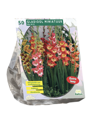 Gladiolus Miniatuur Gemengd per 50