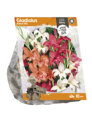 Gladiolus Nanus Mix (SP) per 10