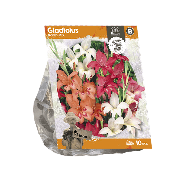 Gladiolus Nanus Mix (SP) per 10