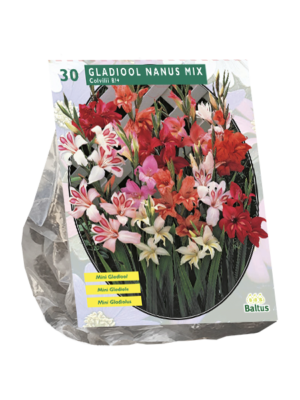 Gladiolus Nanus per 30