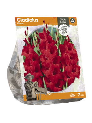 Gladiolus Oscar (SP) per 7