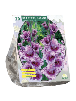 Gladiolus Passos per 20