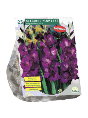 Gladiolus Plumtart per 25