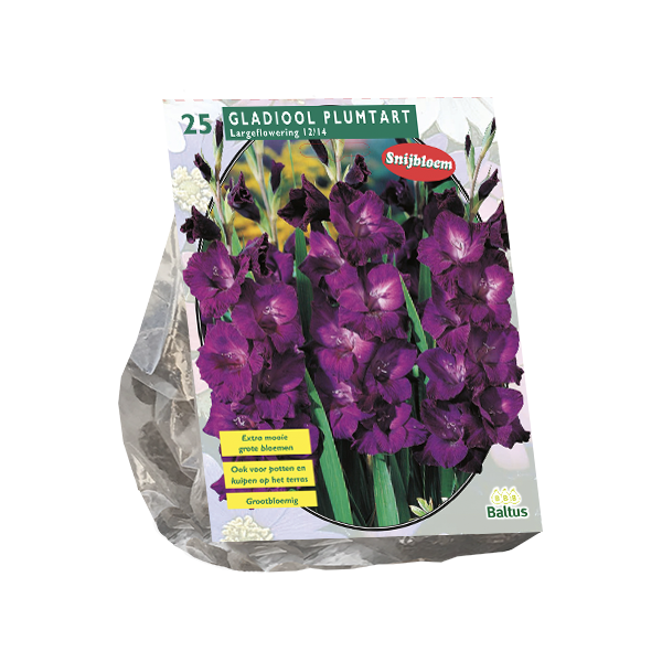 Gladiolus Plumtart per 25