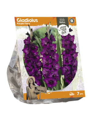 Gladiolus Purple Flora (SP) per 7