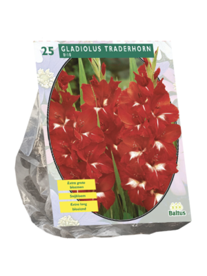 Gladiolus Traderhorn per 25