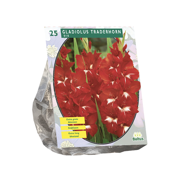 Gladiolus Traderhorn per 25