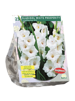 Gladiolus White Prosperity per 25