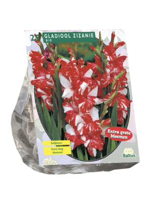 Gladiolus Zizanie per 25