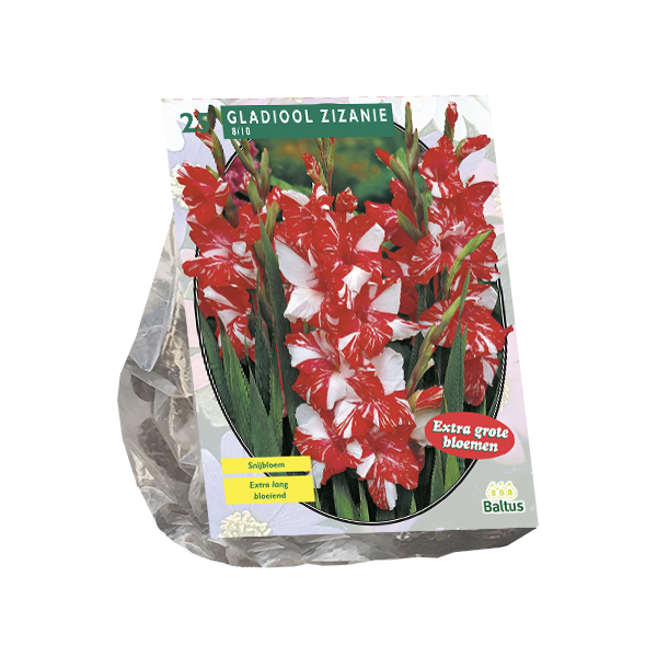 Gladiolus Zizanie per 25