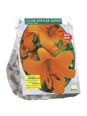 Lilium African Queen per 3