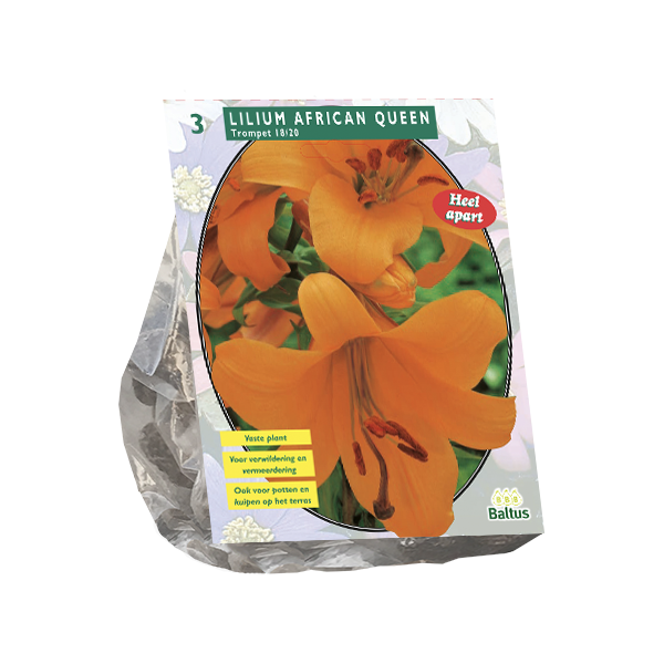 Lilium African Queen per 3