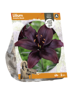 Lilium Asiatic Black (SP) per 2