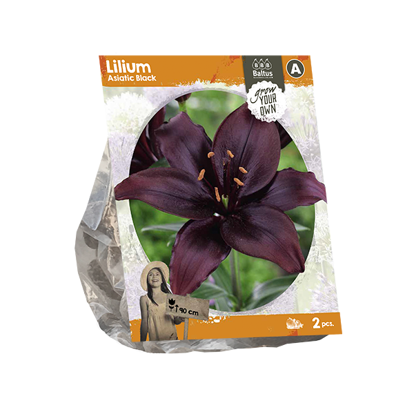 Lilium Asiatic Black (SP) per 2