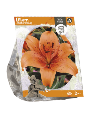 Lilium Asiatic Orange (SP) per 2