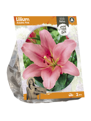 Lilium Asiatic Pink (SP) per 2