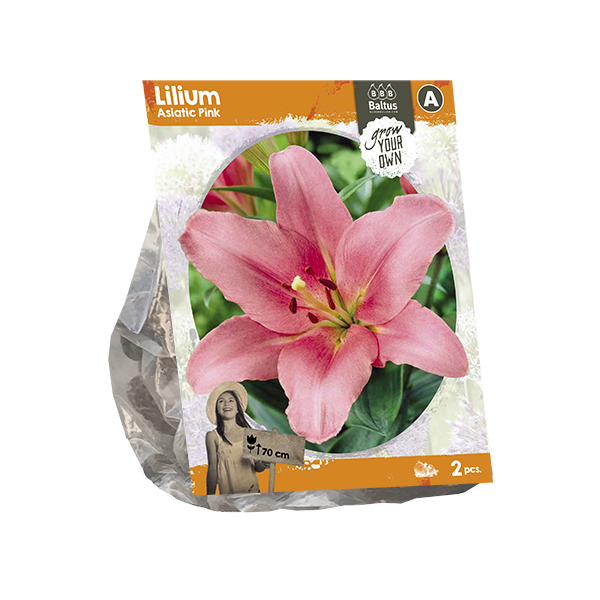 Lilium Asiatic Pink (SP) per 2