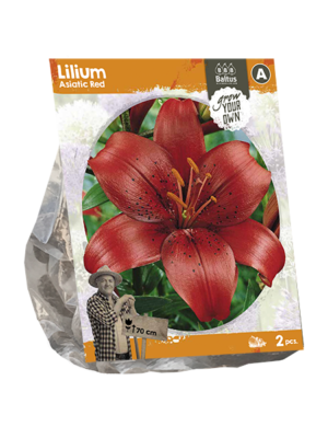 Lilium Asiatic Red (SP) per 2