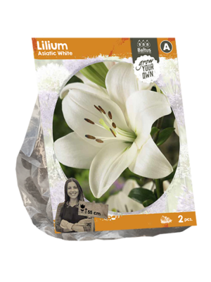 Lilium Asiatic White (SP) per 2