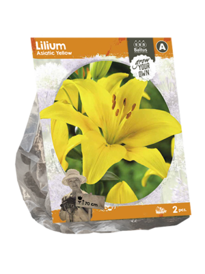 Lilium Asiatic Yellow (SP) per 2