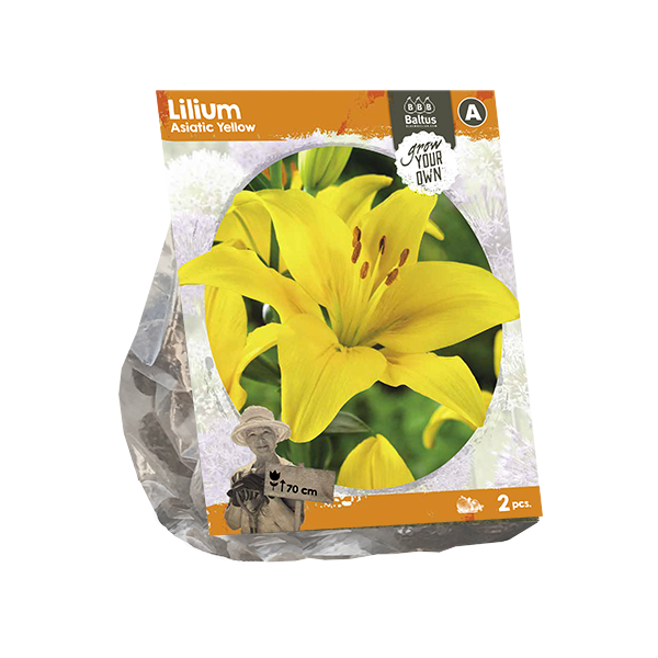 Lilium Asiatic Yellow (SP) per 2