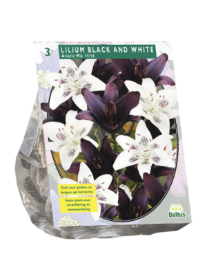 Lilium Black and White per 3