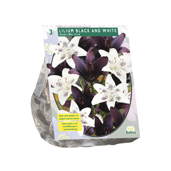 Lilium Black and White per 3