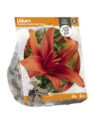 Lilium Double Asiatic Red Twin (SP) per 2