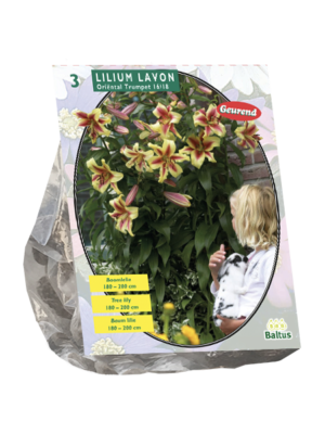 Lilium Lavon (Boomlelie) per 3