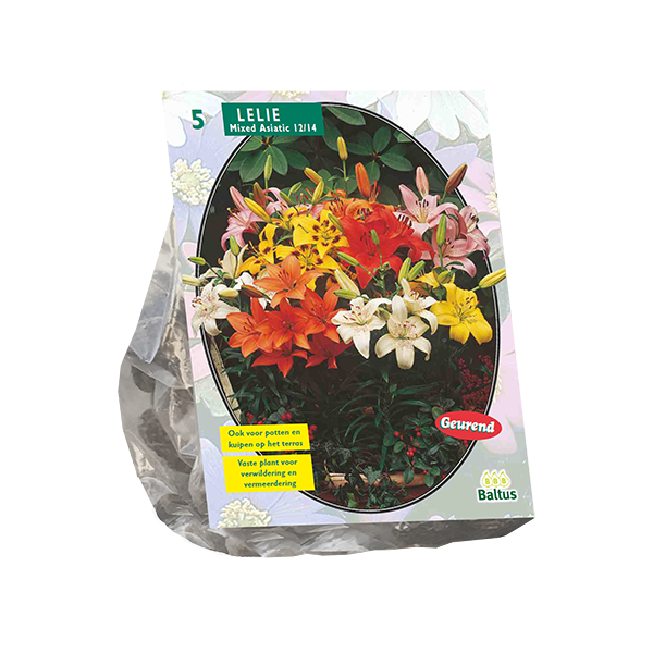 Lilium Mix per 5