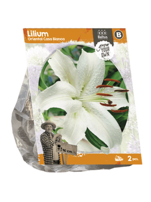 Lilium Oriental Casa Blanca (SP) per 2